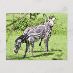 Carte Postale Zebra en colère