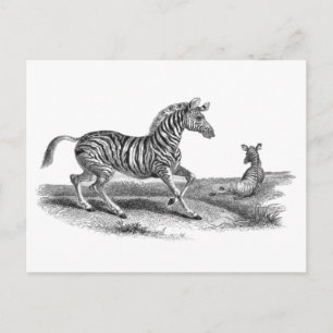 Carte postale Zebra et Animal Foin Art vintage