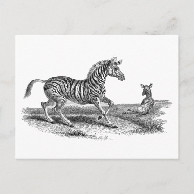 Carte postale Zebra et Animal Foin Art vintage (Devant)