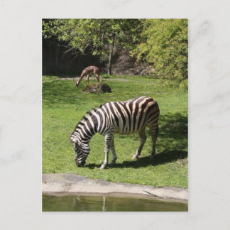 Carte Postale Zebra et Gazelle