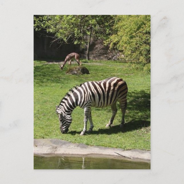 Carte Postale Zebra et Gazelle (Devant)