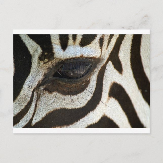 Carte Postale Zebra eye cute serene image (Devant)