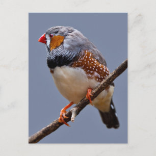 Carte postale Zebra Finch
