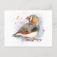 Zebra Finch