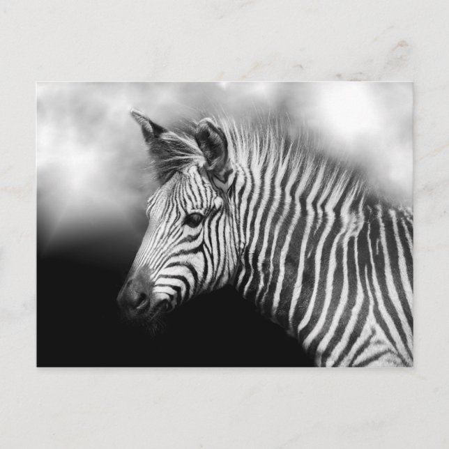 Carte Postale Zebra Foal (Devant)