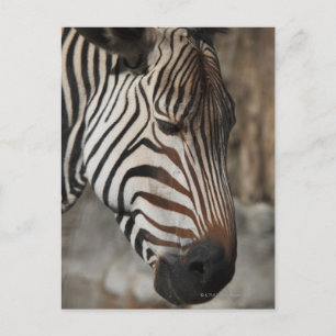 Carte Postale Zebra, gros plan