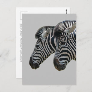 Carte Postale Zebra Heads