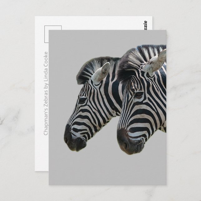 Carte Postale Zebra Heads (Devant / Derrière)