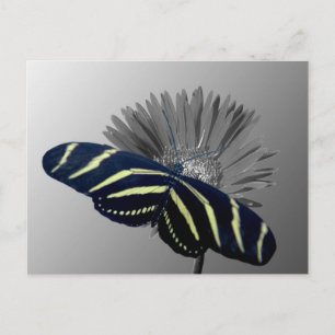 Carte Postale Zebra Longtail sur une marguerite