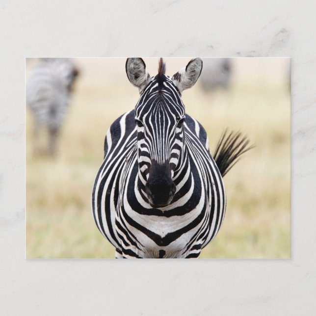 Carte Postale Zebra looking at you (Devant)