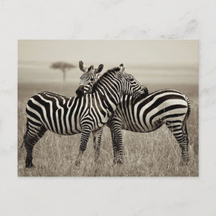 Carte Postale Zebra Love