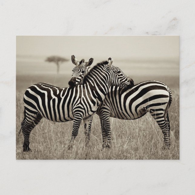 Carte Postale Zebra Love (Devant)