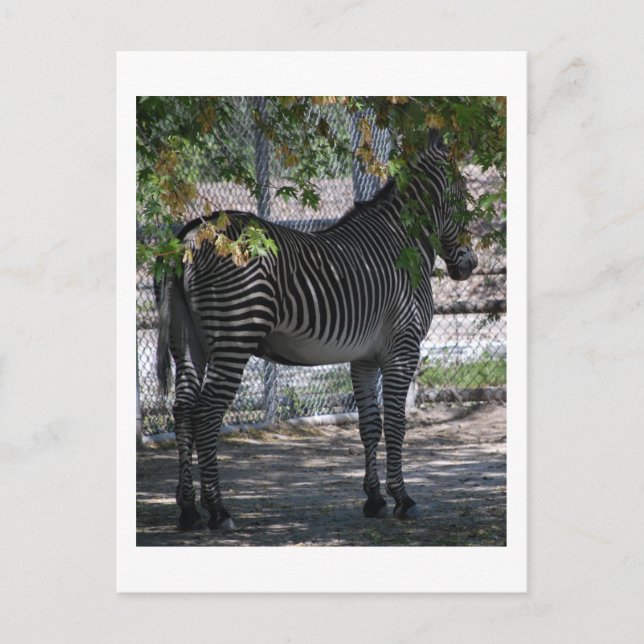Carte Postale Zebra Love (Devant)