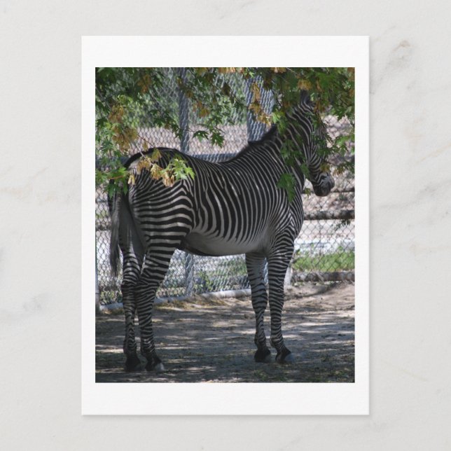 Carte Postale Zebra Love (Devant)