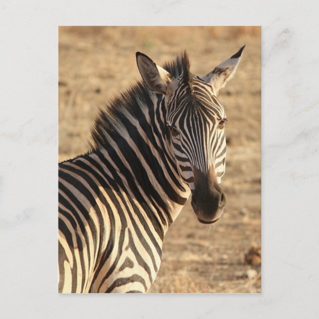 Carte Postale Zebra on the Savannah (Devant)