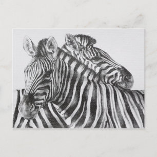 Carte Postale Zebra Original Pencil Drawing