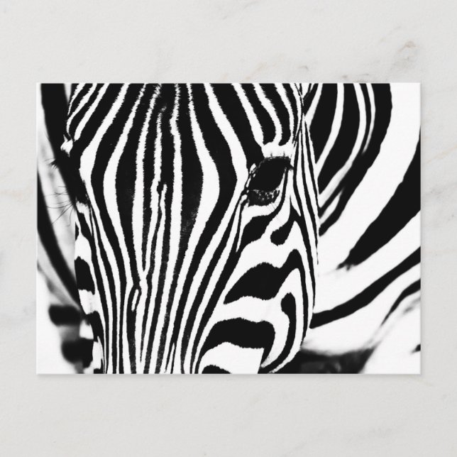 Carte Postale Zebra portrait noir et blanc (Devant)