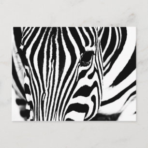 Carte Postale Zebra portrait noir et blanc