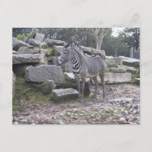 Carte Postale Zebra posant