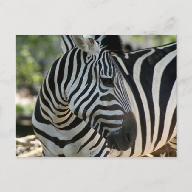 Carte postale Zebra Pose (Devant)