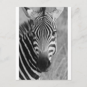 Carte Postale Zebra Safari mignon Classic Africain rayures