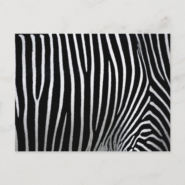 Carte Postale Zebra Skin (Devant)