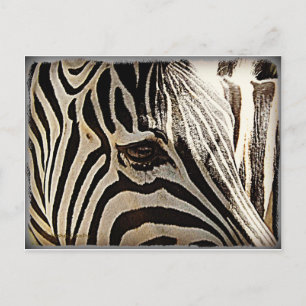 Carte Postale Zebra "Stripes"