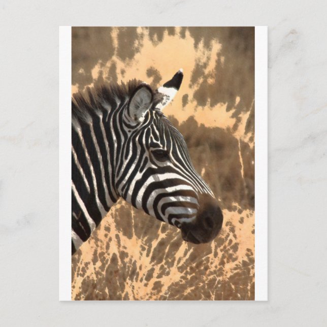Carte Postale Zebra Stripes (Devant)