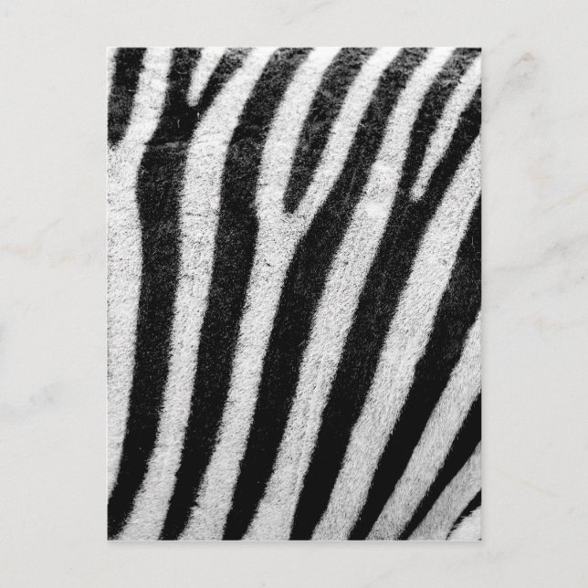 Carte Postale Zebra Stripes (Devant)