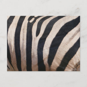 Carte Postale Zebra Stripes noir et blanc