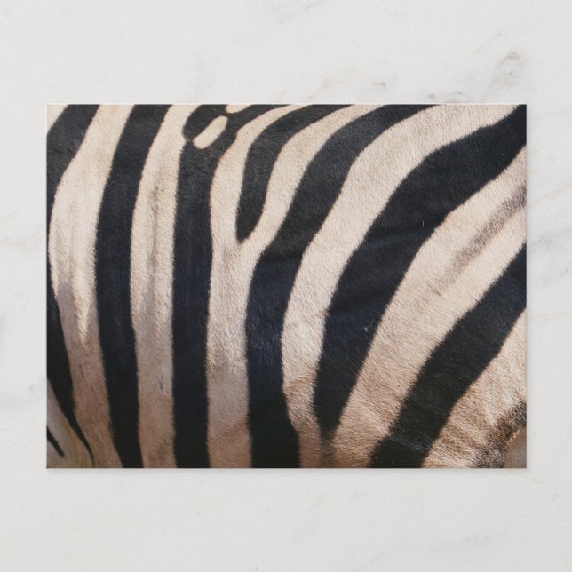 Carte Postale Zebra Stripes noir et blanc (Devant)