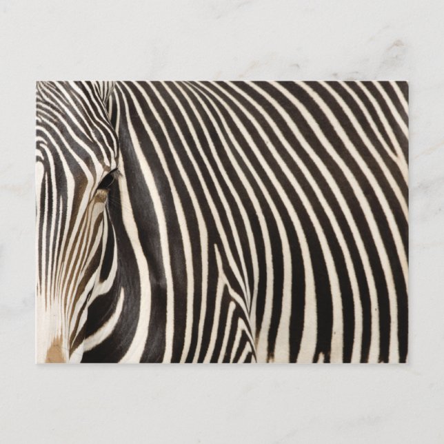 Carte Postale Zebra strips (Devant)