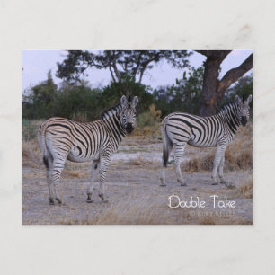 Carte Postale Zebra Twins Double Take Photo