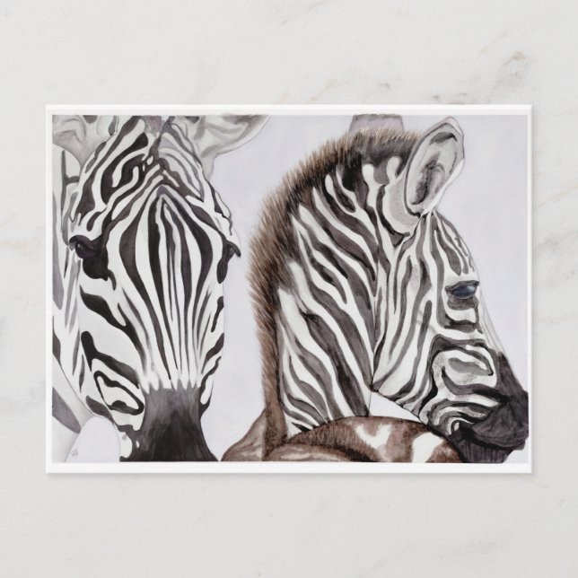 Carte Postale Zebras mère et enfant (Devant)