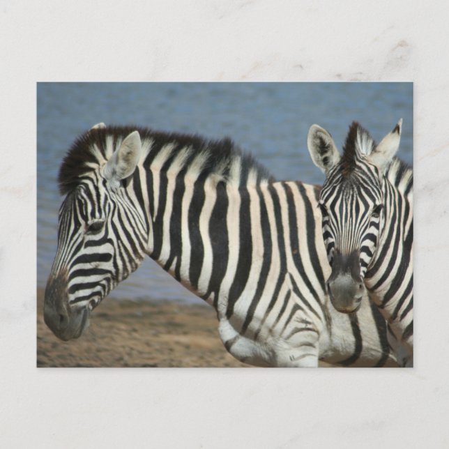 Carte Postale Zebras regarde la caméra sur Safari (Devant)