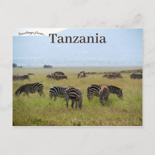 Carte Postale Zebras Serengeti National Park Safari Tanzanie
