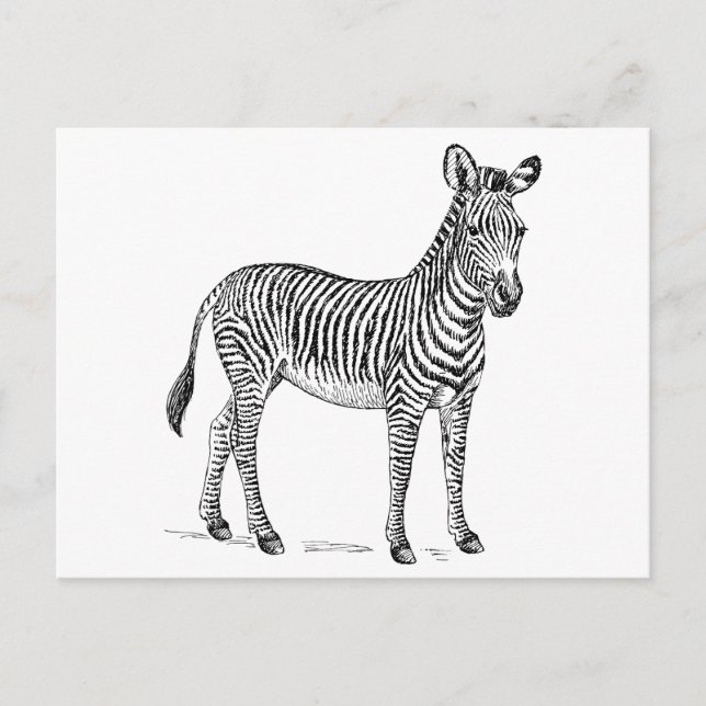 Carte Postale Zèbre (Devant)