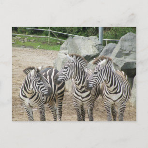 Carte Postale zèbre