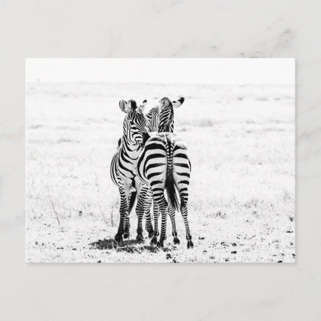 Carte Postale zèbre  (Devant)