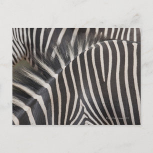 Carte Postale Zèbre