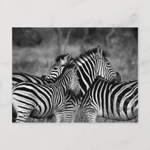 Carte Postale Zèbre