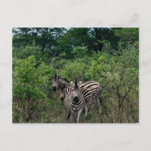 Carte Postale zèbre