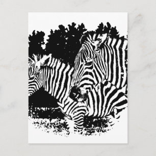 Carte Postale zèbre