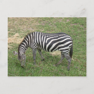 Carte Postale Zèbre