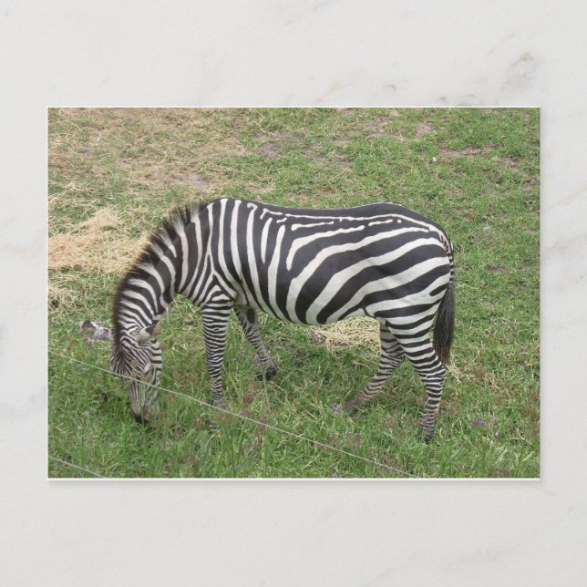 Carte Postale Zèbre (Devant)