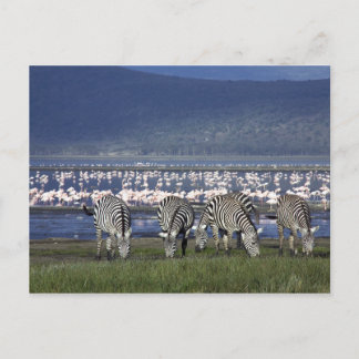 Carte Postale Zèbre