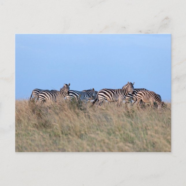 Carte Postale Zèbre à la tombée de la nuit (Devant)