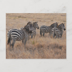 Carte Postale Zèbre au Kenya