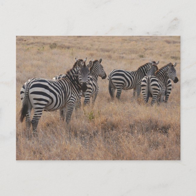 Carte Postale Zèbre au Kenya (Devant)