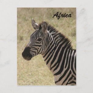Carte Postale zèbre crinée